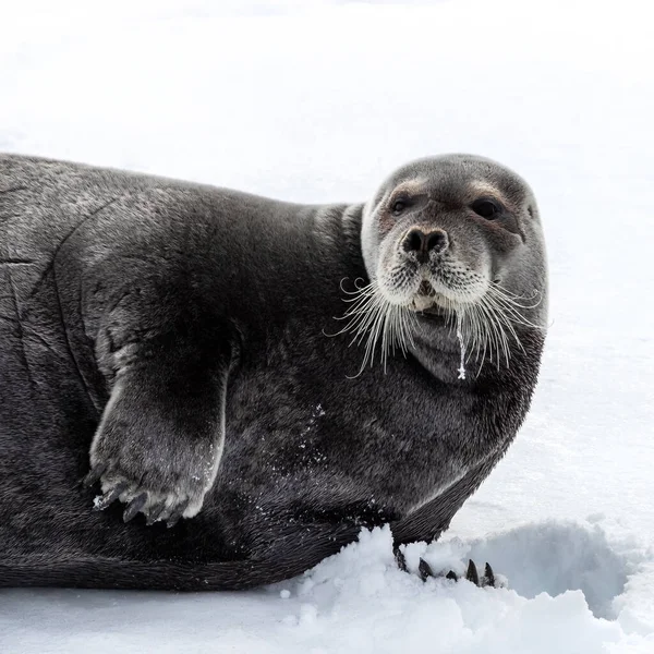 Adult Bearded Seal Erignathus Barbatus Resting Fast Ice Svalbard Norwegian — Stock Fotó