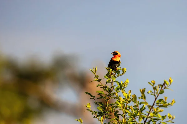 Male Southern Red Bishop Euplectes Orix Perched Tree Late Afternoon — Stock Fotó