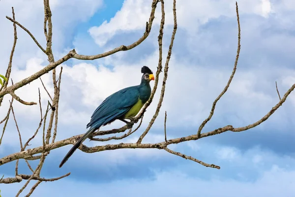Great Blue Turaco Corythaeola Cristata Perched Tree Kibale Uganda Large —  Fotos de Stock