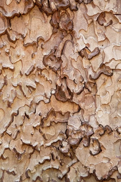 Intricate Pattern Ponderosa Pine Bark Yosemite National Park California Usa — Fotografia de Stock