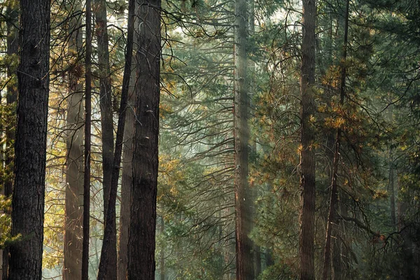 Sunlight Ponderosa Pine Forest Mariposa Grove Early Morning Light Yosemite — Stock Fotó