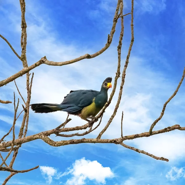 Great Blue Turaco Corythaeola Cristata Perched Tree Kibale Uganda Large — Stockfoto