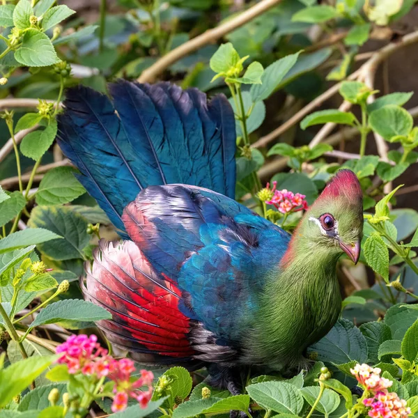 Adult Fischer Turaco Tauraco Fischeri Perched Flowering Bush Colourful Bird — Stock Photo, Image