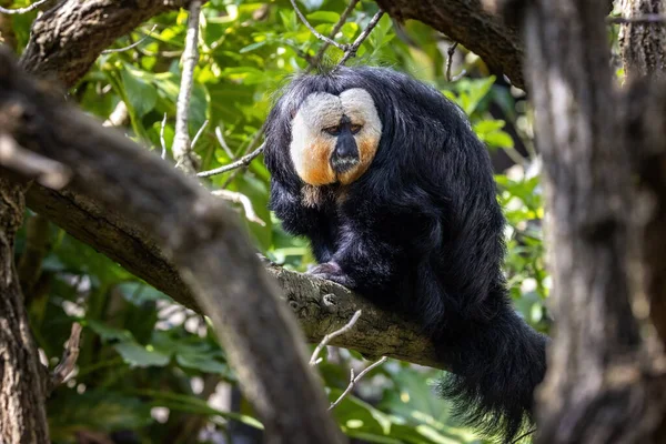 White Faced Saki Pithecia Pithecia Adult Male Indigenous Amazon Rainforest — 스톡 사진