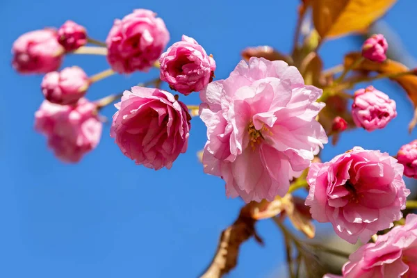 Gyönyörű Rózsaszín Cseresznyevirág Közelkép Tavaszi Virágos Háttér Kék Háttér Szöveg — Stock Fotó
