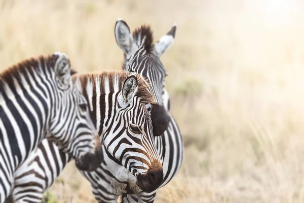 Plains Zebra Grubu Kenya Masai Mara Nın Kırmızı Yulaf Çimlerinde — Stok fotoğraf