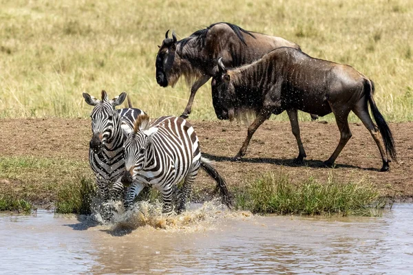 Dvě Planiny Zebry Equus Quagga Šplouchají Vodní Díry Masai Mara — Stock fotografie