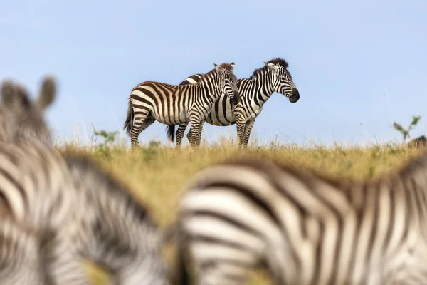 Kenya Masai Mara Ufukta Iki Ova Equus Quagga Görünüyor Hareket — Stok fotoğraf