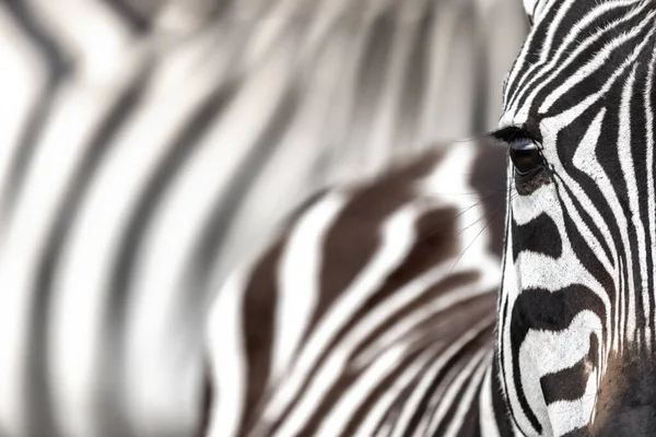 Plains Zebra Equus Quagga Nahaufnahme Von Partiellem Gesicht Und Auge — Stockfoto