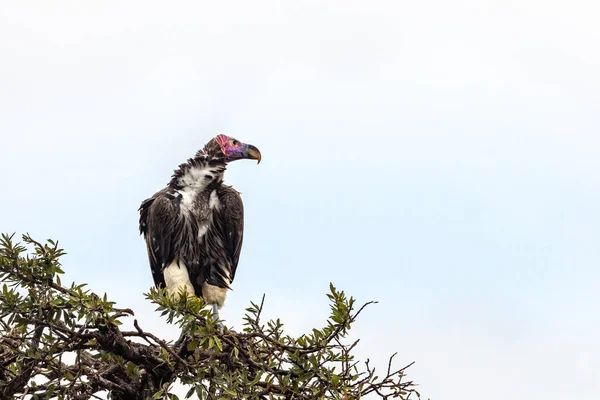 Buitre Adulto Torgos Trachelotos Encaramado Árbol Masai Mara Kenia Este — Foto de Stock