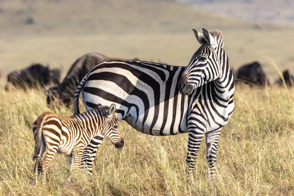 Planícies Zebra Comum Equus Quagga Nas Pastagens Masai Mara Quênia — Fotografia de Stock