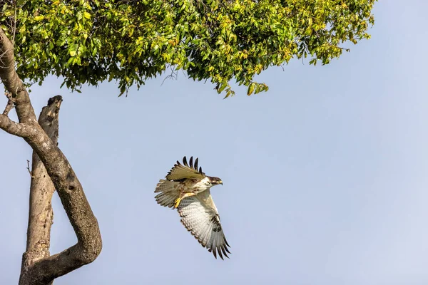마사이마라 세렝게티 국경에 나무에서 날아간다 원문을 — 스톡 사진