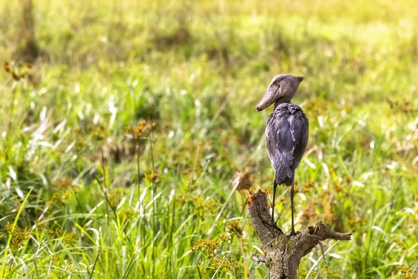 Shoebill Stork Balaeniceps Rex Σκαρφαλωμένο Έναν Κορμό Νεκρού Δέντρου Πάνω — Φωτογραφία Αρχείου