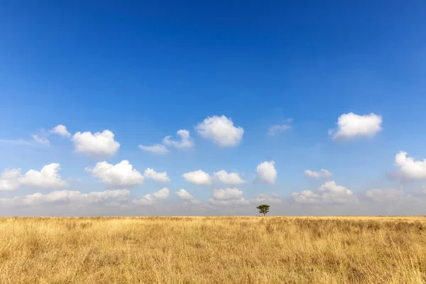 内罗毕国家公园的草地景观 地平线上有一棵孤零零的树 夏日的蓝天背景 首都唯一的国家野生动物公园 案文的篇幅 — 图库照片
