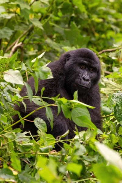 Adult Female Gorilla Gorilla Beringei Beringei Lush Foliage Bwindi Impenetrable —  Fotos de Stock