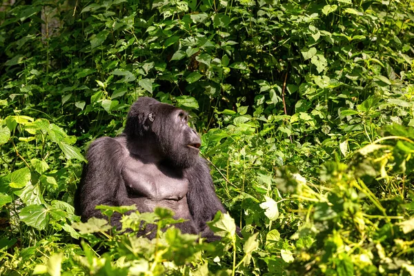 大人の女性ゴリラ ゴリラBeringei Beringei Bwindi浸透性の森 世界遺産の緑豊かな低木に座っている ムヤンビ家グループの一部 絶滅危惧種 — ストック写真