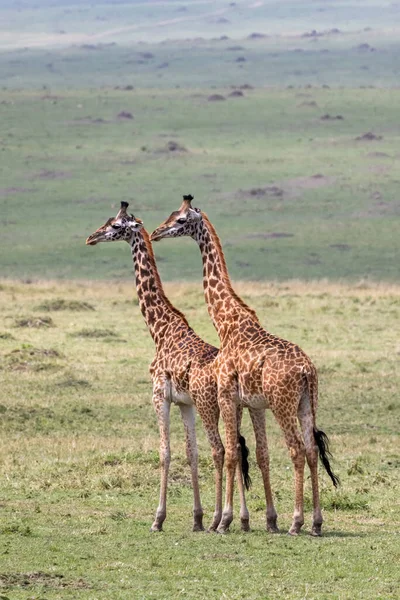 Two Young Adult Male Masai Giraffes Giraffa Camelopardalis Standing Side — Stock Photo, Image