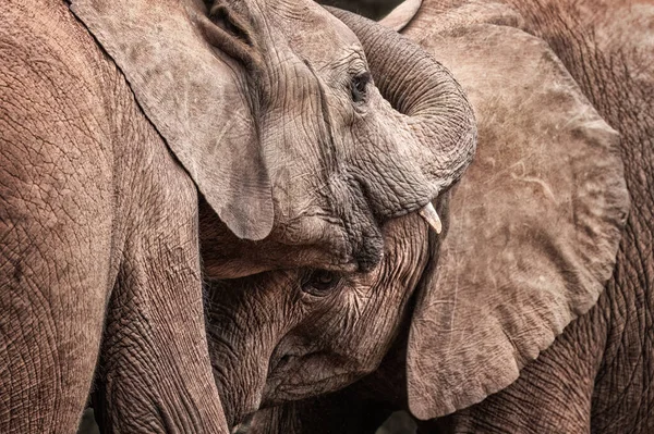 肯尼亚 内罗毕国家公园 年幼的孤儿大象 Loxodonta Africana 在互动和表达爱意 — 图库照片