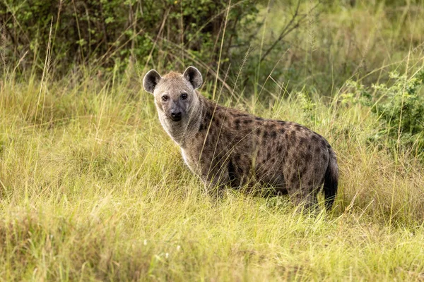 Pandangan Samping Dari Seekor Hyena Dewasa Berbintik Crocutta Crocutta Rumput — Stok Foto