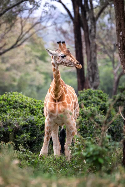 Giraffa Rothschild Giraffa Camelopardalis Rothschildi Piedi Una Radura Santuario Giraffa — Foto Stock