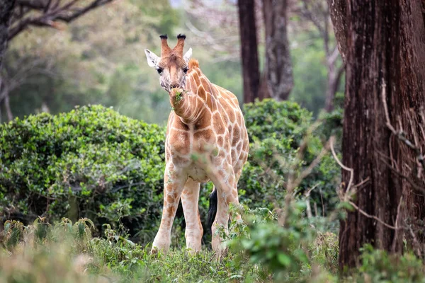 Girafa Rothschild Girafa Camelopardalis Rothschildi Pastando Vegetação Santuário Girafa Parque — Fotografia de Stock