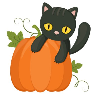 Cadılar Bayramı yavru kedi ve kabak