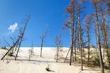 bos erosie door het verschuiven van duinen