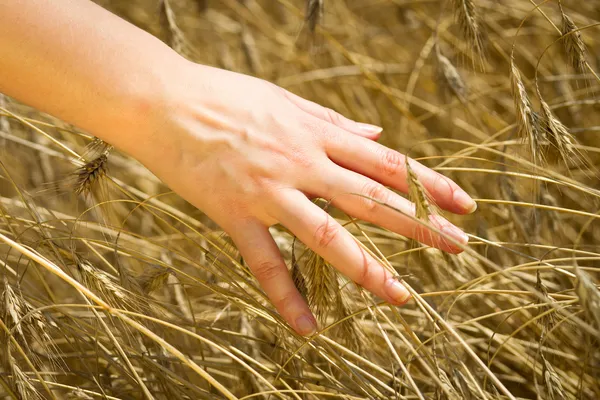 Golden field of wheat — Stock Photo, Image