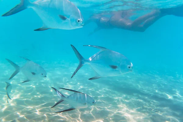 Ett stim av fiskar i Karibiska havet — Stockfoto