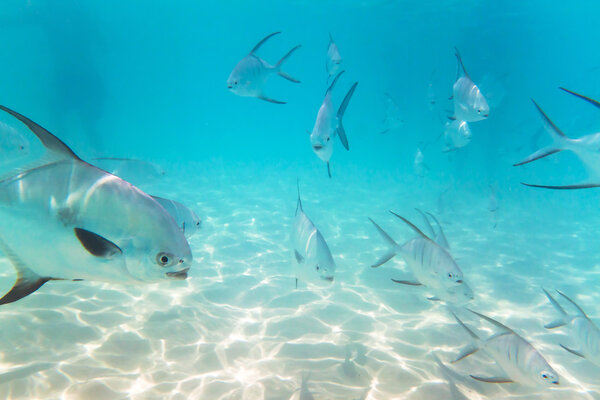 A shoal of fishes in Caribbean Sea