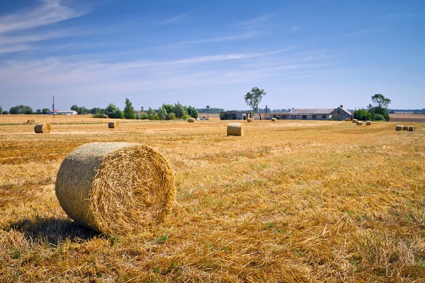 Μπαλάκια Hay στο χωράφι μετά τη συγκομιδή — Φωτογραφία Αρχείου