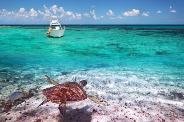 Green turtle in Caribbean Sea scenery