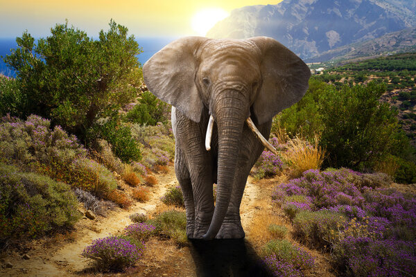 Elephant walking on the road