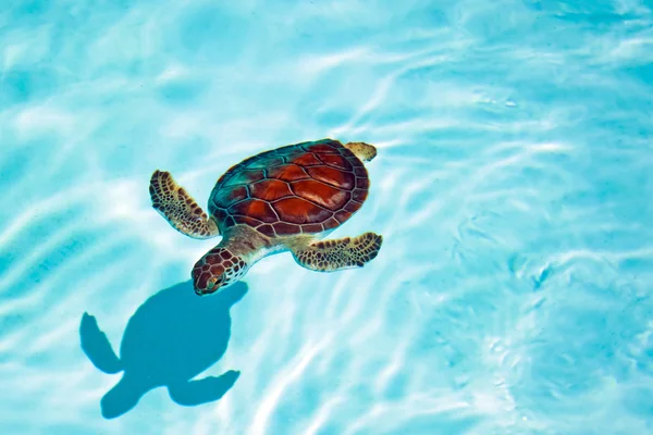 Baby želva plavání ve vodě — Stock fotografie