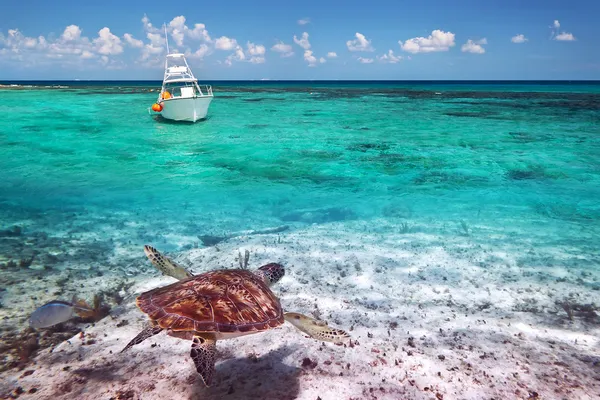 Tortue verte dans les paysages de la mer des Caraïbes — Photo