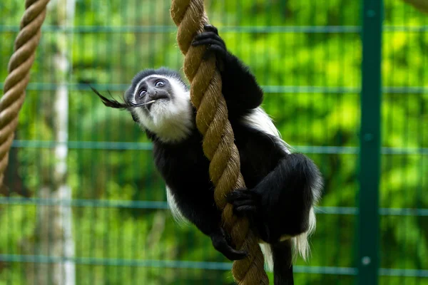 Gibbon sfacciato bianco — Foto Stock