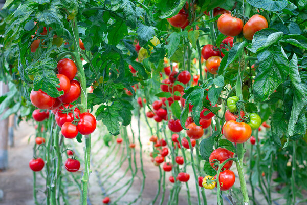 Farm of tasty red tomatoes