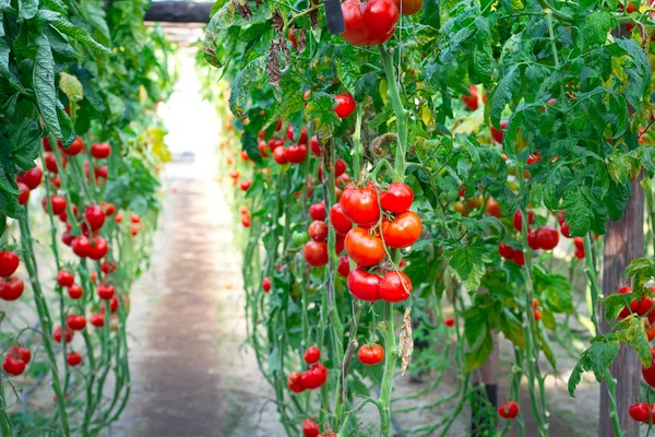 Boerderij van lekkere rode tomaten — Stockfoto