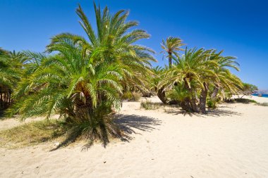 Girit tarihi palmiye ağaçlarının pastoral vai beach
