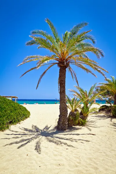 Creta palmera datilera en la idílica playa de Vai — Foto de Stock