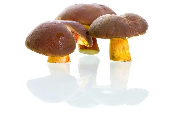 Boletus badius mushrooms — Stock Photo, Image