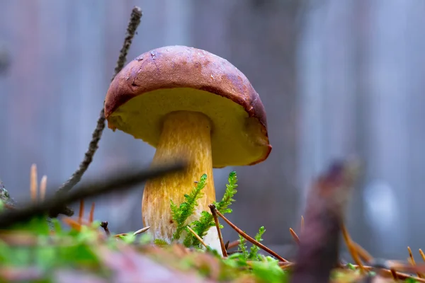 Боровик badius гриб — стокове фото
