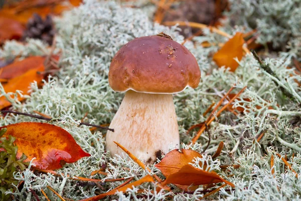 Boletus edulis mushroom — стоковое фото