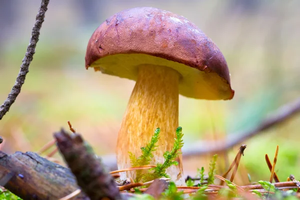 Boletus badius гриб — стоковое фото