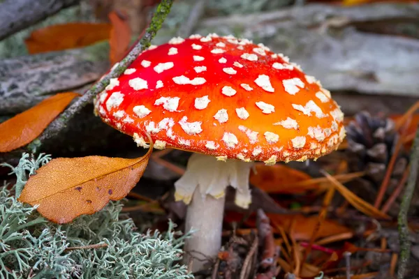 빨간 점 박된 버섯 — 스톡 사진