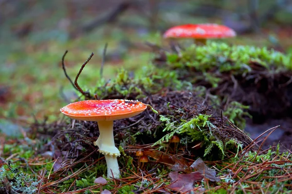 빨간 점 박된 버섯 — 스톡 사진