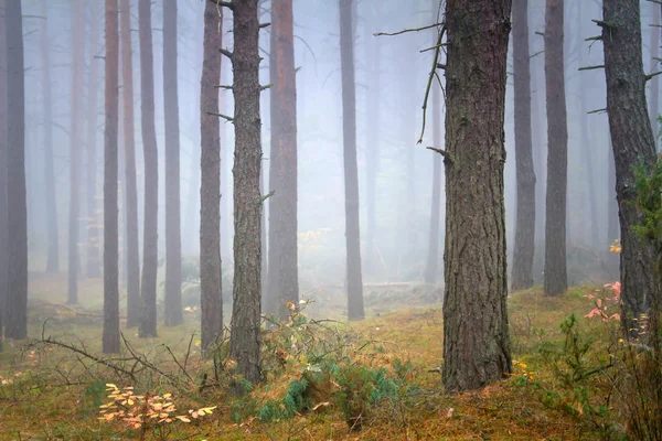 Forêt brumeuse par temps brumeux — Photo