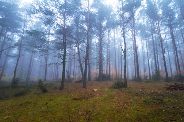 Mistige bos in mistig weer — Stockfoto