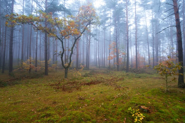 Ködös erdő ködös Időjárás — Stock Fotó