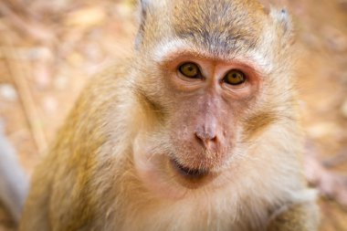 yaban hayatı içindeki makak maymunu